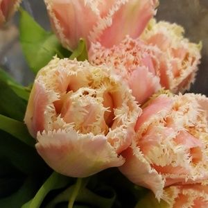 Meet your Posher, Josh